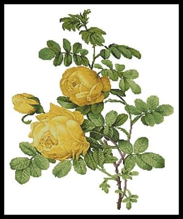 click here to view larger image of Rosa Sulfurea  (Pierre Joseph Redoute) (chart)