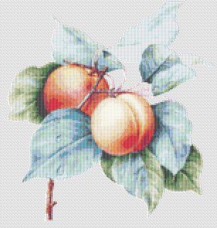 Apricots (Pierre-Joseph Redoute)