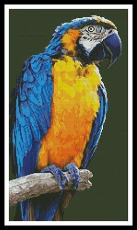 click here to view larger image of Macaw (chart)