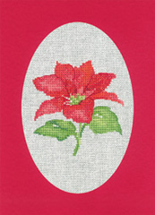 Poinsettia - Red - Christmas Cards by Sue Hill