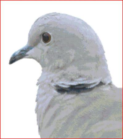 click here to view larger image of Collared Dove (chart)