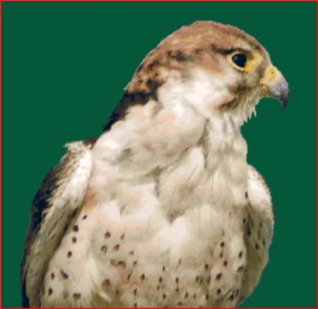 click here to view larger image of Lanner Falcon (chart)
