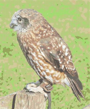 click here to view larger image of Little Owl (chart)