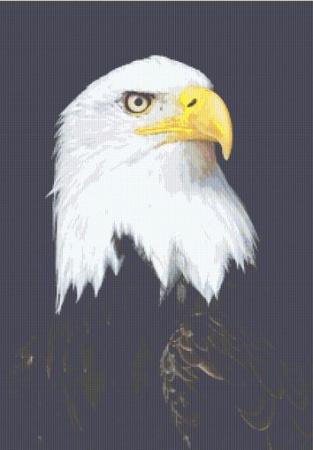 click here to view larger image of Bald Eagle Portrait (chart)