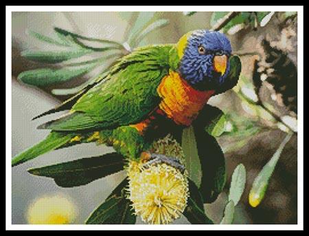 click here to view larger image of Rainbow Lorikeet (chart)