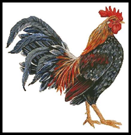 Rooster 4  (Jean Plout)