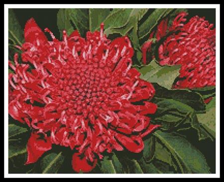 click here to view larger image of Waratah (chart)