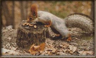 click here to view larger image of Red Squirrel (chart)