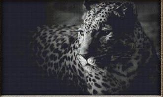 click here to view larger image of Grey Leopard (chart)