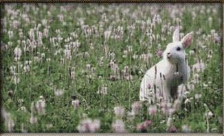 click here to view larger image of Bunny Flower Field (chart)