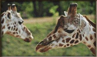 click here to view larger image of Pair of Giraffes (chart)