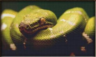 click here to view larger image of Green Python (chart)