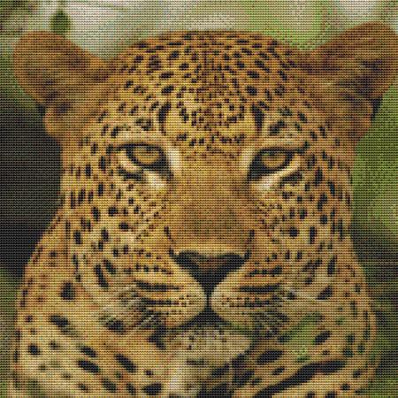 click here to view larger image of Angry Leopard (chart)