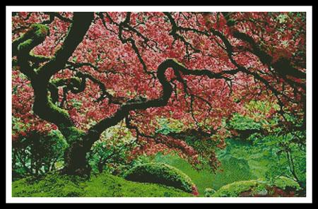 click here to view larger image of Japanese Maple (chart)