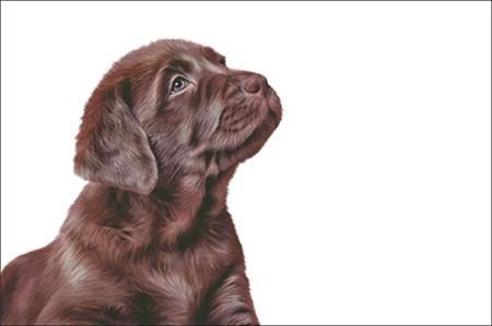 click here to view larger image of Chocolate Lab Puppy (chart)