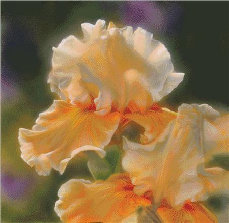 click here to view larger image of Peaches And Creme Iris (chart)