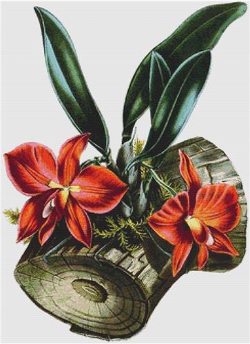 click here to view larger image of Cattleya Coccinea (chart)