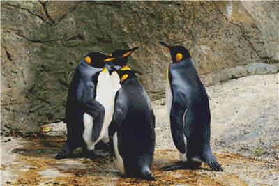 click here to view larger image of Group of Penguins (chart)