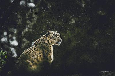 click here to view larger image of Snow Leopard in the Rain (chart)