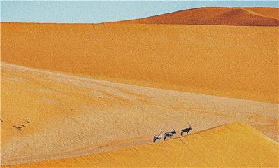 Antelope in the Desert