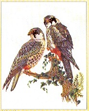 click here to view larger image of Falcons (counted cross stitch kit)