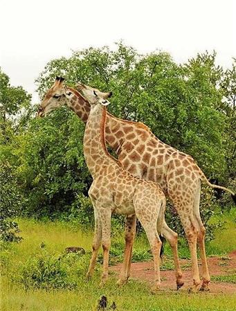 click here to view larger image of Giraffe Mates (chart)
