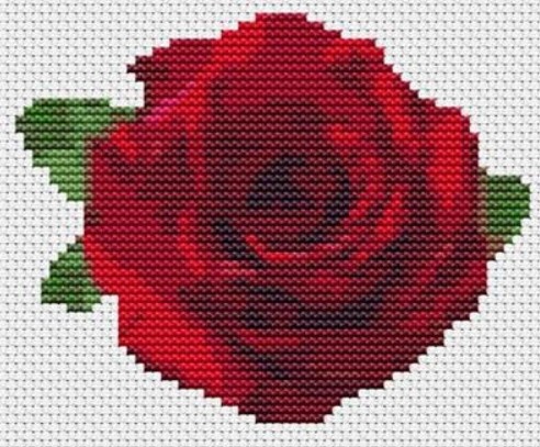 Flower Series - Rose