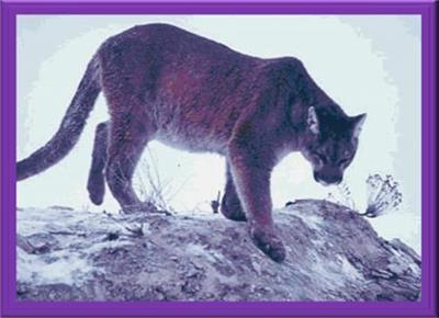 click here to view larger image of Cougar on the Prowl (chart)