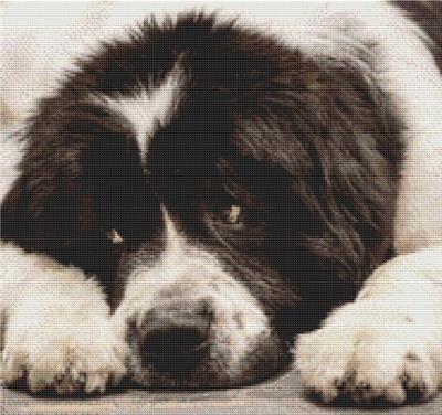 click here to view larger image of Landseer Newfoundland (chart)