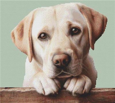 click here to view larger image of Yellow Lab Begging (chart)