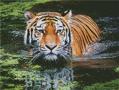 Tiger in Swamp