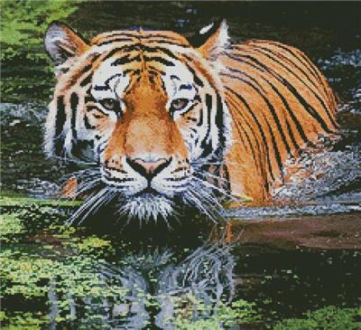 Tiger in Swamp (Crop)