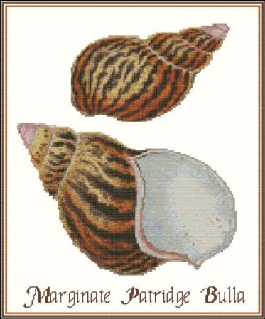 click here to view larger image of Shell Marginate Partridge Bulla (chart)