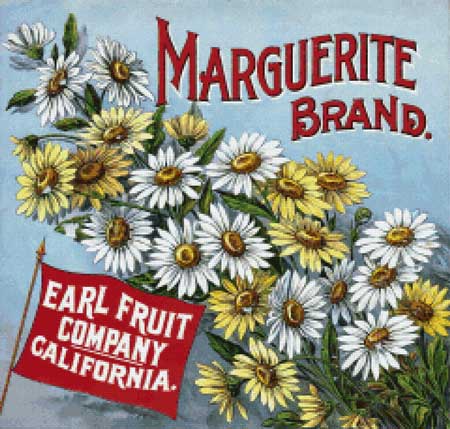 click here to view larger image of Marguerite Brand (chart)