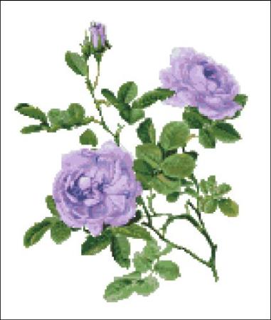 click here to view larger image of Willmott - Rose Alba Violet (chart)