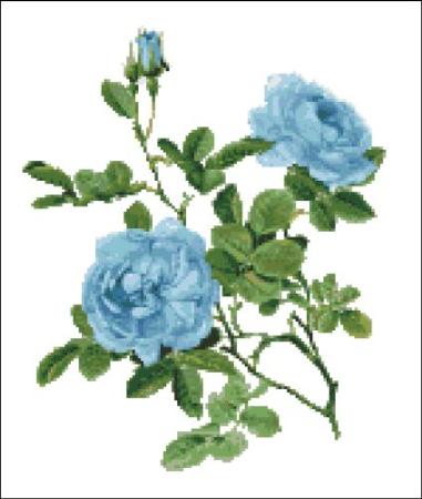 Willmott - Rose Alba Blue