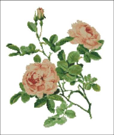 click here to view larger image of Willmott - Rose Alba  (chart)