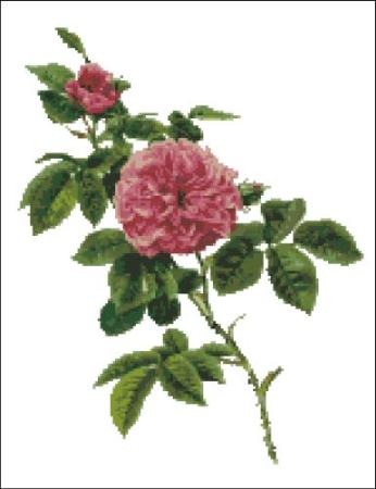 click here to view larger image of Willmott - Rosa Centifolia Rose (chart)