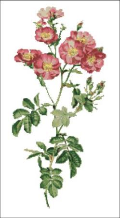 click here to view larger image of Willmott - California Rose (chart)