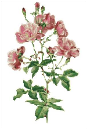 click here to view larger image of Willmott - Rosa Chinensis Rose (chart)