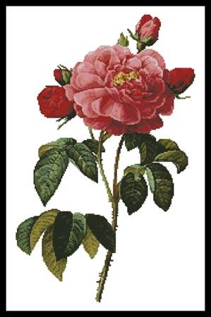 click here to view larger image of Rosa la Duchess D'Orleans  (Pierre-Joseph Redoute) (chart)