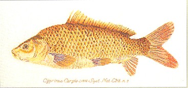 click here to view larger image of Fish (counted cross stitch kit)