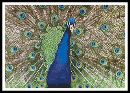 click here to view larger image of Peacock Display (chart)