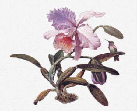 click here to view larger image of Heliodore's Woodstar and a Pink Orchid (detail) - Martin Johnson Heade (chart)
