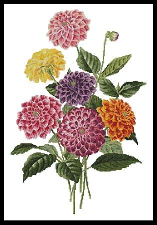 click here to view larger image of Dahlias (chart)