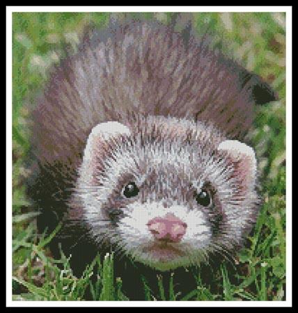 click here to view larger image of Ferret (chart)