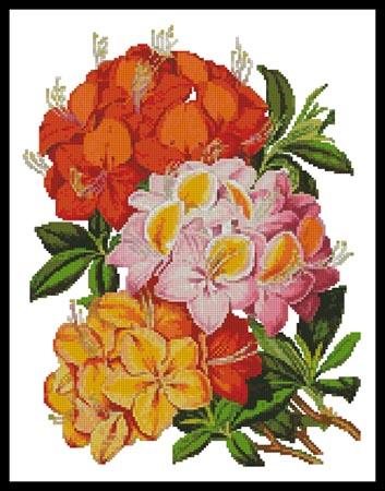 click here to view larger image of Hardy Azaleas  (Sir Joseph Paxton) (chart)