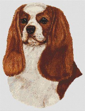click here to view larger image of Cavalier King Charles Spaniel - Blenheim (chart)