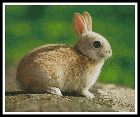 click here to view larger image of Little Rabbit (chart)