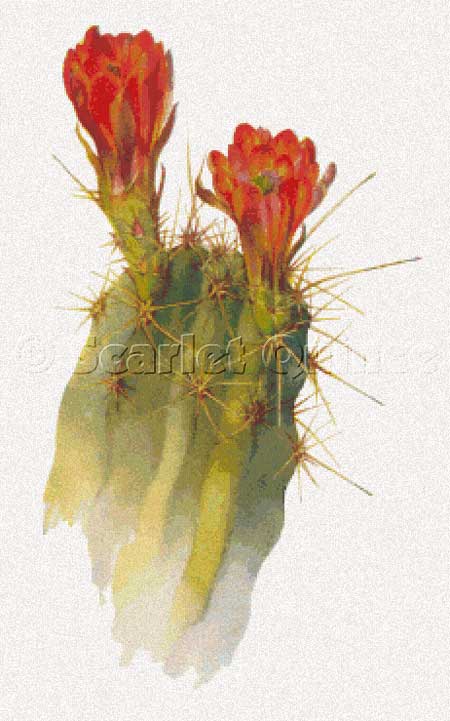 click here to view larger image of Echinocereus Polyacanthus (chart)